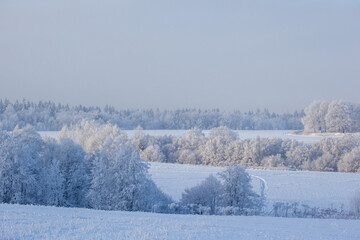 winter landscape with snowy fields and forest covered with hoarfrost in a frosty haze on gray sky background