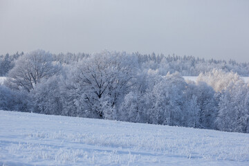 winter landscape with snowy fields and forest covered with hoarfrost in a frosty haze
