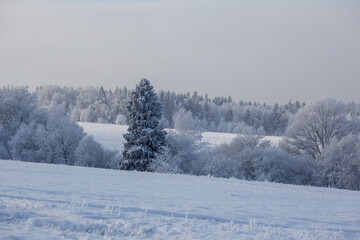 winter landscape with snowy fields and forest covered with hoarfrost in a frosty haze