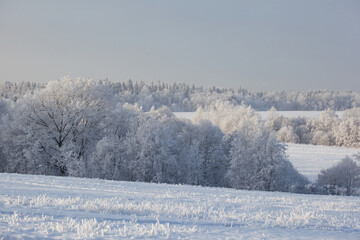 winter landscape with snowy fields and forest covered with hoarfrost in a frosty haze