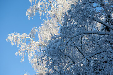 snow covered branches on clear blue sky background 