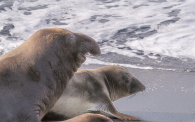 Elephant seals mating on a beach near San Simeon, California.
