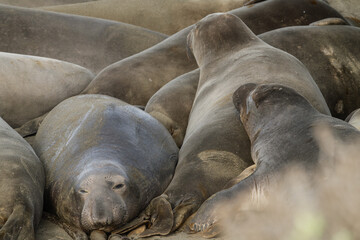 Northern elephant seals resting on a beach near San Simeon, California.