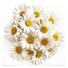 Fototapeta premium Bouquet of white daisies with yellow centers
