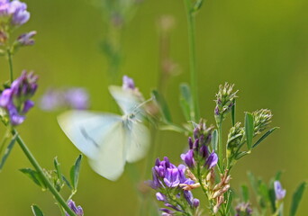 butterfly in flight