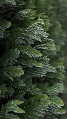 Close-up of green cedar branches covered with delicate frost. Captures the beauty of winter nature with detailed textures. Ideal for seasonal, botanical, and nature-themed projects.