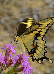 Fototapeta premium swallowtail butterfly