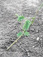 plant that sprouts from the ground