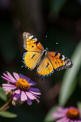 Obraz premium Butterfly 