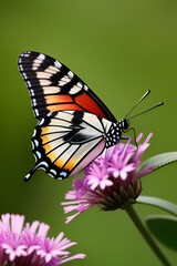 Fototapeta premium Butterfly 