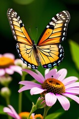 Fototapeta premium Butterfly 