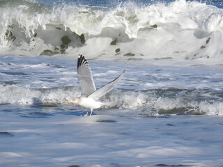 European herring gull, about to take off, out of the surf, to avoid being struck by a wave. Cape Cod National Seashore, Orleans, Massachusetts.
