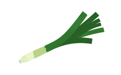 Green leek fresh vegetable hand drawn doodle vector illustration, raw onion culinary plant for seasoning food, healthy life style organic diet, food concept, flat style image for menu, recipe design