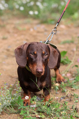 portrait of a chocolate-colored dachshund