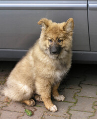  portrait of a half-breed wolf puppy on a gray car background
