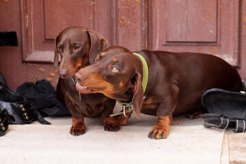 two young chocolate-colored dachshunds in the stable