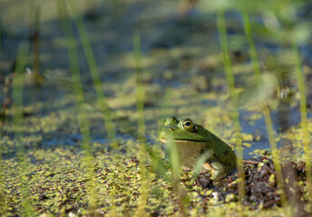 American Bullfrog