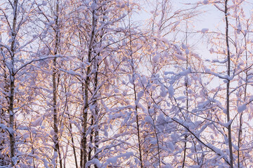 Snowy young deciduous forest during a cold and colorful sunrise in Estonia, Northern Europe