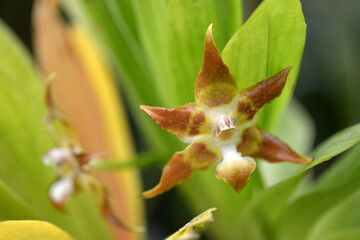 ハントレア　メレアグリス