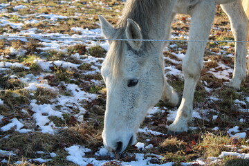 horse in winter