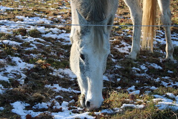 horse in winter