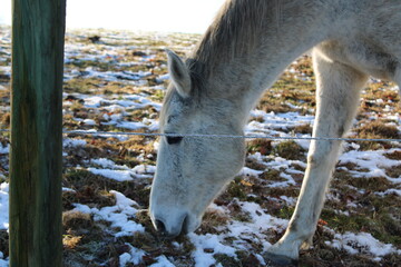 horse in winter