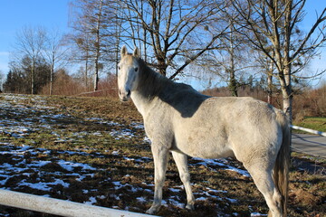 horse in winter