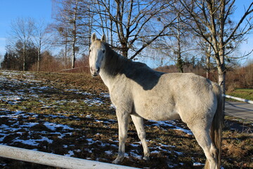 horse in winter