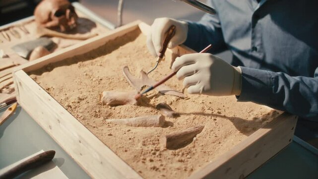 Gloved hands of archaeologist cleaning unearthed bones with brush and excavation tool in wooden box filled with sand, with skull and artifacts in background. Close-up view