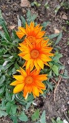 flower of calendula