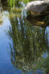 Abstract reflection of tree in pond