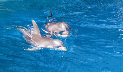 Smiling Dolphins