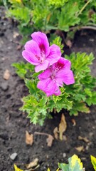 flower in the garden