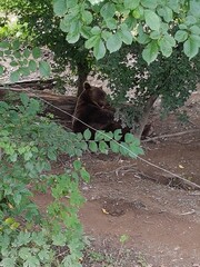 Obraz premium Berne, Suisse