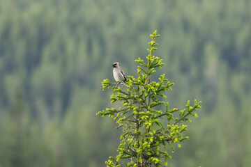 Lonely Bohemian waxwing sitting on top of a Spruce tree in a summery forest in Salla National Park, Northern Finland