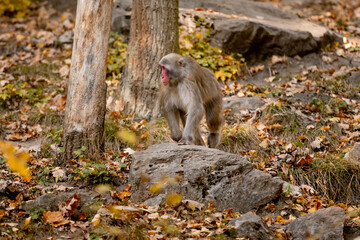 Japanese Macaque Monkey Resides In Zoo