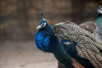 Fototapeta premium Peacock In Zoo Stands Out Against Blurred Background