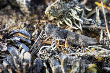 Closeup of a colorful Blue-winged grasshopper on a summer day in Estonia, Northern Europe