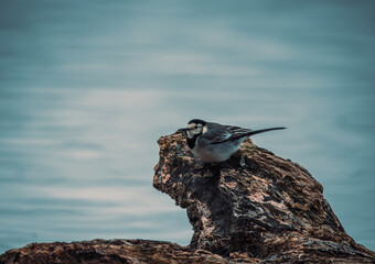 Eine Bachstelze auf einem Stein an einem kleinen See im Winter