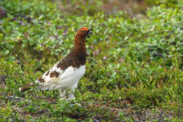 Alert and careful male Willow ptarmigan standing still on lush shrubs on a summer day in Urho Kekkonen National Park, Northern Finland	