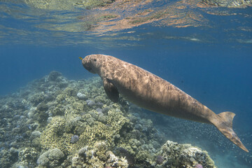 Dugong swimming over coral reef in the blue tropical sea