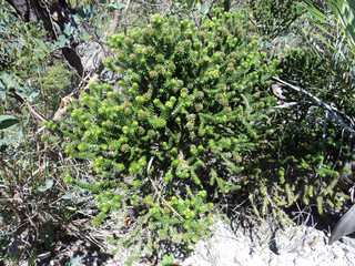 Fototapeta premium A small bush in the middle of the forests at the top of Serra do Cipo