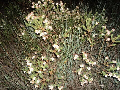 A small bush in the middle of the forests at the top of Serra do Cipo