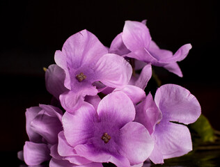 Obraz premium Purple orchid flower