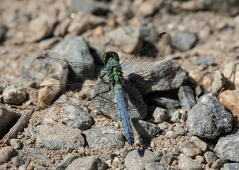 Eastern Pondhawk