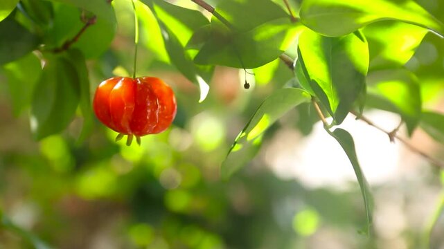 ripe pitanga fruit on the tree