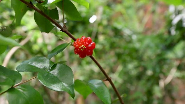 ripe pitanga fruit on the tree
