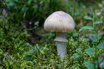 Closeup of a fruiting body of an edible Cortinarius caperatus mushroom, growing in a late summer forest in Estonia, Northern Europe	