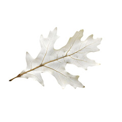 Fototapeta premium White oak leaf isolated on a transparent background, highlighting its natural texture and elegant form.