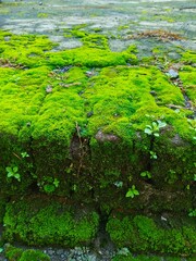 moss on bricks. Outdoor brick buildings are often exposed to rainwater, causing the bricks to become damp and green moss to appear
